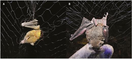 Nectarivorous bats carrying pollen captured during this study. (A) Anoura geoffroyi captured near blooming individuals of Pitcairnia recurvata; (B) Glossophaga soricina captured in proximity to flowering Pseudalcantarea viridiflora. Circles highlight the location of pollen on the bats’ body. Photos: Pedro Adrián Aguilar-Rodríguez and M. Cristina MacSwiney G.
