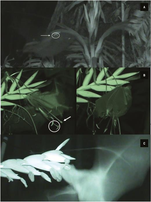 Bats pollinating the flowers of the studied bromeliads. (A) A bat, probably Anoura geoffroyi, visiting Pitcairnia recurvata. The circle denotes the anthers, and the arrow points towards the stigma. (B) A bat, probably either Glossophaga soricina or Hylonycteris underwoodi, visiting a flower of Pseudalcantarea viridiflora. Flower visit by hovering flight (left), the circle indicates some anthers, and the arrow points to the stigma. After arriving by hovering, G. soricina sometimes hangs from the flower (right), licking the nectar for about a second, before leaving. (C) A bat, probably A. geoffroyi, visiting Werauhia noctiflorens. The circle denotes the anthers.