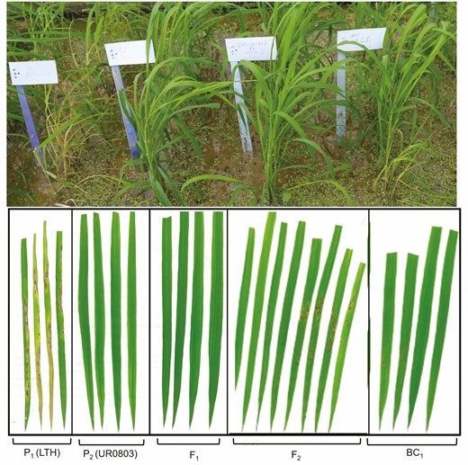 Phenotypic evaluation of susceptible Parent P1 (LTH), resistant Parent P2 (UR0803), their F1, F2 and BC1F1 populations.