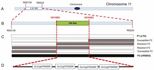 Bulked segregant analysis revealed a blast resistance QTL in upland rice; (A) primary BSA showed a QTL on long arm of the chromosome 11 (the flanking markers are RM2136 and RM224); (B) fine-mapping of candidate QTL by SNP typing (the flanking SNP markers are V011893 and V010425); (C) overlapped mapping analysis of candidate QTL with key recombinants indicating the locus. Empty, lightly filled and dark filled bars represent homozygous fragment from P1 (LTH), heterozygous fragment and homozygous chromosomal fragment from P2 (UR0803), respectively; (D) the four DEGs between two parental genotypes in the QTL region, revealed by transcriptome analysis.