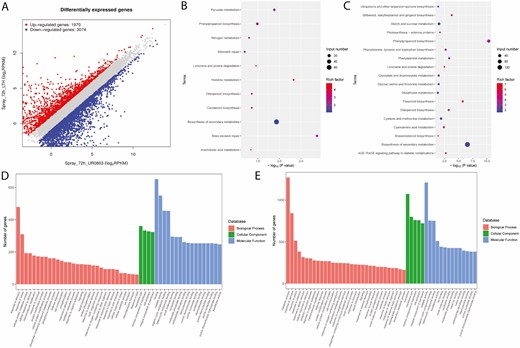 Transcriptome analysis for the samples collected form resistant and susceptible parents at 72 h after inoculation; (A) plotting the DEGs; (B) top enriched KEGG pathways for upregulated and (C) downregulated DEGs; (D) top enriched gene ontological (GO) terms for upregulated and (E) downregulated DEGs.