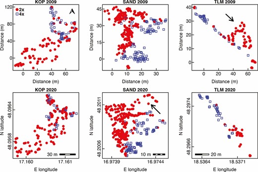 Microspatial distribution of diploid and tetraploid plants of Centaurea stoebe in three mixed-ploidy populations surveyed in 2009 and 2020. Note that distances in metres are given for the sampling performed in 2009 when the positions of sampled plants were determined triangularly using a measuring tape, while WGS84 coordinates obtained by ProXH GPS apparatus are given for the same plots visited in 2020. The scale bars inserted in 2020 plots denote the distances along horizontal axes (E longitude). The arrow in the population TLM 2009 shows the patch of 2x plants which was not confirmed in the 2020 survey, while the places depicted by an arrow in SAND 2020 were not inspected in 2009.