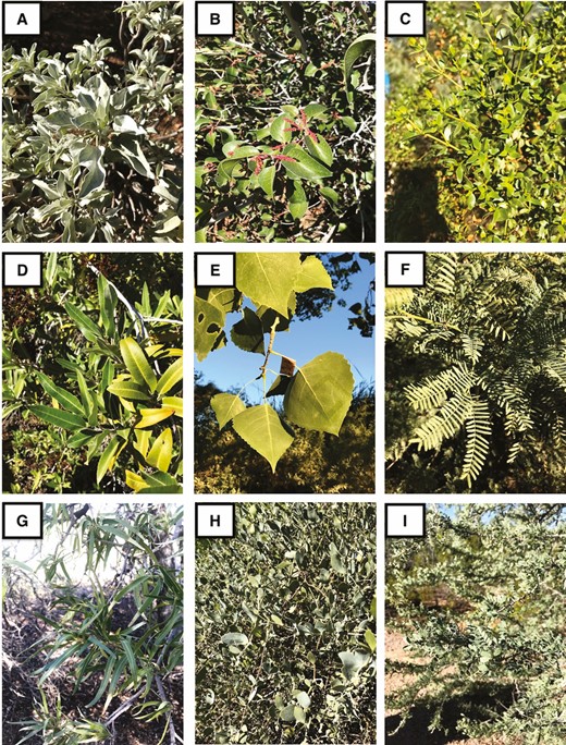 Representative Sonoran desert species sampled in the present study. Plant species: A) Encelia farinosa; B) Rhus ovata; C) Larrea tridentata; D) Vauquelinia californica; E) Populus fremontii; F) Prosopis velutina; G) Chilopsis linearis; H) Simmondsia chinensis; I) Olneya tesota.