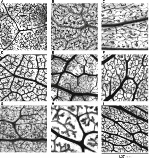 Leaf vein architecture obtained from desert leaf samples. Plant species: A) Encelia farinosa; B) Rhus ovata; C) Larrea tridentata; D) Vauquelinia californica; E) Populus fremontii; F) Prosopis velutina; G) Chilopsis linearis; H) Simmondsia chinensis; I) Olneya tesota.