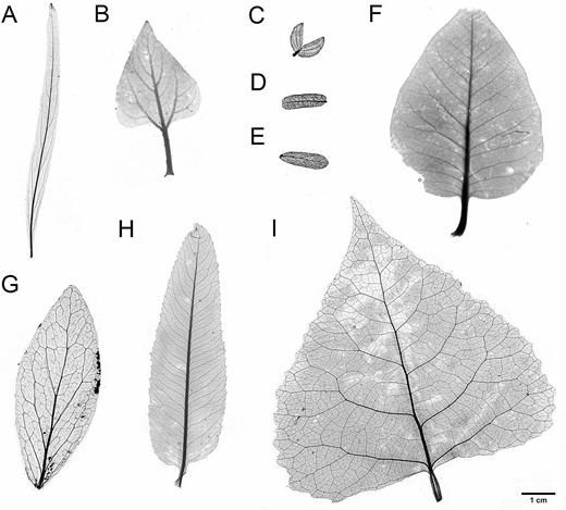 True-size vein architecture of select whole-leaf samples processed and analyzed in the present study. A) Chilopsis linearis, B) Encelia farinosa, C) Larrea tridentata, D) Prosopis velutina, E) Olneya tesota, F) Rhus ovata, G) Simmondisia chinensis, H) Vauquelinia califronica, I) Populus fremontii. Larrea tridenta shown as a full leaf, with leaflets attached to the petiole.