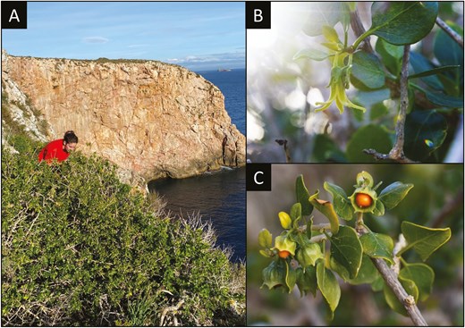 Alt Text: (A) A Withania frutescens shrub on a rocky cliff in Na Redona, Cabrera Archipelago, with a researcher monitoring flowers and fruits. (B) Close-up of a yellow-green bell-shaped W. frutescens flower. (C) Cluster of ripening orange fruits enclosed in green calyces of W. frutescens.