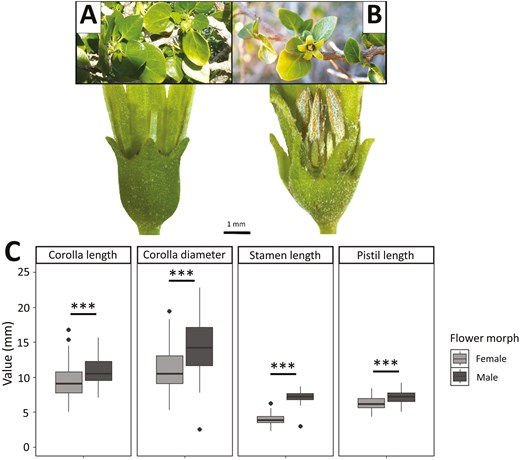 Alt Text: (A) A functional female Withania frutescens plant with flowers and fruits, showing a longer pistil and shorter sterile anthers. (B) A functional male plant with flowers having functional anthers and a sterile pistil. A 1 mm scale bar is included. (C) Boxplots comparing floral traits between female and male morphs; asterisks indicate statistical significance.