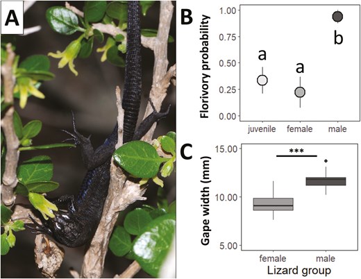 Alt Text: (A) A photograph of a Podarcis lilfordi lizard visiting a Withania frutescens flower. (B) Plot showing florivory probability by lizard group (juveniles, females, males) with mean values and standard errors; different letters indicate significant differences. (C) Boxplot comparing gape width (mm) between male and female lizards; asterisks indicate statistical significance.