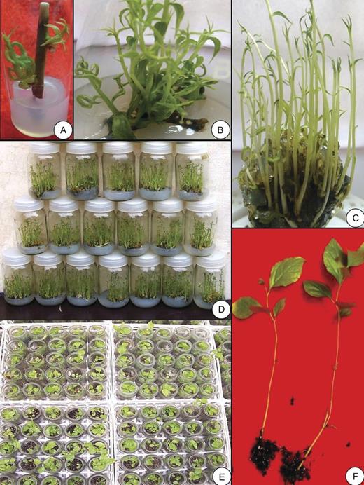 Micropropagation of C. paniculatus. (A) Nodal explants showing bud break on MS medium containing 2.0 mg L−1 BAP after 1–2 weeks of culture. (B) Multiplication of shoots after repeated transfer of mother explant after two passages on MS + 1.0 mg L−1 BAP. (C) Multiplication of shoots from the transfer of excised shoot clumps (4–5 shoots) to MS + 0.5 mg L−1 BAP + 0.1 mg L−1 IAA after 4 weeks of transfer. (D) Large-scale shoot proliferation on MS + 0.5 mg L−1 BAP + 0.1 mg L−1 IAA after 4 weeks of transfer. (E) Ex vitro rooted shoots after treatment with 300 mg L−1 IBA for 3 min after 3–4 weeks. (F) Micropropagated plants in the greenhouse near the pad section.
