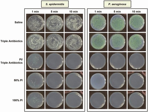 Qualitative visualization of biofilm-associated bacterial survival as exhibited with representative gram-positive (Staphylococcus epidermidis) or gram-negative (Pseudomonas aeruginosa) species in tryptic soy agar plates following treatment with saline, triple antibiotic solution (TAB), 50% PI (±TAB), or 100% PI for 1, 5, or 10 minutes. Data not shown for 20- and 30-minute treatment times. Note: PI refers to 10% povidone-iodine or full-strength Betadine.