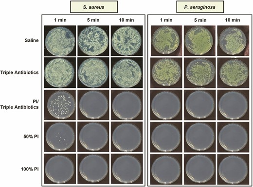 Qualitative visualization of planktonic bacterial survival as exhibited with representative gram-positive (Staphylococcus aureus) or gram-negative (Pseudomonas aeruginosa) species in tryptic soy agar plates following treatment with saline, triple antibiotic solution (TAB), 50% PI (±TAB), or 100% PI for 1, 5, or 10 minutes. Note: PI refers to 10% povidone-iodine or full-strength Betadine.