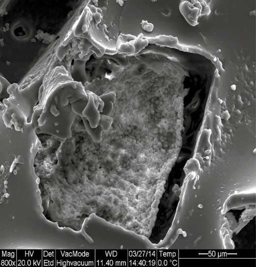 Pore of a noninfected macrotexture expander.