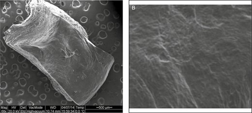 (A) Specimen obtained from the smooth surface of the intercapsular space of a double capsule as seen under scanning electron microscopy at 68× magnification. (B) Demonstration of the absence of bacteria under scanning electron microscopy at 400× magnification.
