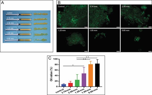 Structure and oil ratio of emulsified fat. (A) Macroscopic appearance of adipose tissue after shuffling by different converters. (B) Fluorescence microscopy of adipose tissue after calcein AM/propidium iodide staining (100×). (C) The oil ratio of different apertures of converters (*P < 0.05, **P < 0.01).