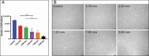 Evaluation of cell count for stromal vascular fraction (SVF) cells. (A) Total number of stromal vascular fraction cells (*P < 0.05, **P < 0.01). (B) Microscopic images under light microscope on the fifth day after culture (200×).