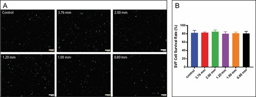 Cell viability analysis of stromal vascular fraction (SVF) cells. (A) Microscopic images of living (green fluorescence) and dead cells (red fluorescence) (200×). (B) Viability evaluation for stromal vascular fraction cells in all groups by live/dead staining.