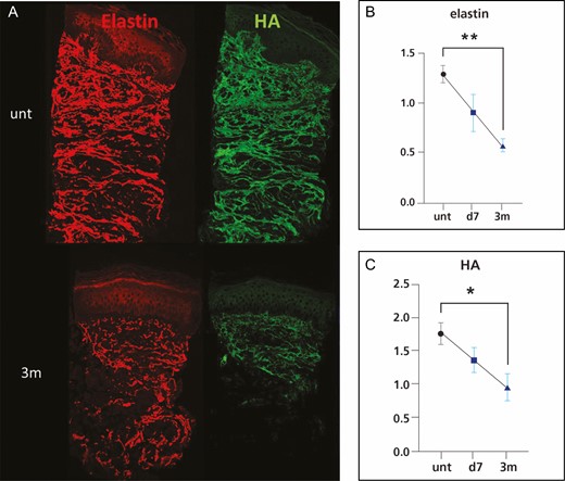Representative immunofluorescence images of elastin and HA (A) and intensity quantification of elastin (B) and HA (C). *P < 0.05 vs untreated skin or baseline. d, day; m, month; unt, untreated, HA, hyaluronic acid.