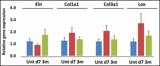 Gene expression of elastin (Eln) (A), collagen I (Col1a1) (B), collagen III (col3a1) (C) and lysyl oxidase (Lox) (D). d, day; m, month; unt, untreated.