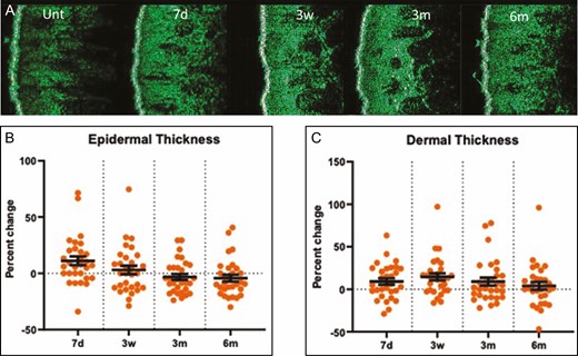 Dermal and epidermal thickness measured by DUB SkinScanner75 images (A). The percentage temporal change in epidermal thickness (B) and dermal thickness (C) as measured by the DUB SkinScanner75. Each dot on the graph represents a single patient at a given time point. d, day; m, month; unt, untreated; w, week.