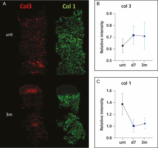 Representative immunofluorescence images of collagen III (col3) and collagen I (col1) (A) and intensity quantification of collagen III (B) and collagen I (C). *P < 0.05 vs untreated skin or baseline. d, day; m, month; unt, untreated; w, week.