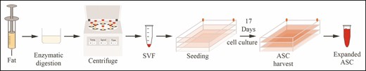 An illustration of the ASC expansion process from enzymatic digestion to ASC harvesting. ASC, adipose-derived stromal cell.