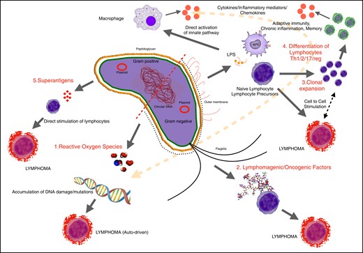 The role of bacteria in T-cell transformation and lymphomagenesis.