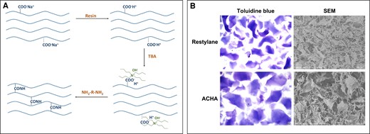 Preparation and characterization of amino acid–cross-linked hyaluronic acid (ACHA). (A) The cross-linking pattern of ACHA. (B) Photographs of ACHA and Restylane taken after staining with 1% toluidine blue under light microscope (scale bar = 200 μm) and scanning electron microscopy (SEM) images of ACHA and Restylane (scale bar = 500 μm). TBA, tert-butyl alcohol.