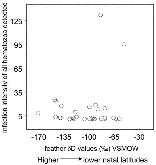 Relationship between feather δD values and intensity of infection of L. toddi and Haemoproteus species detected in hatching-year Sharp-shinned Hawks. Feather δD values were determined using stable-hydrogen isotope analyses (see methods). Total hematozoan intensity was determined by combining calculated intensities of L. toddi and Haemoproteus species for each individual.