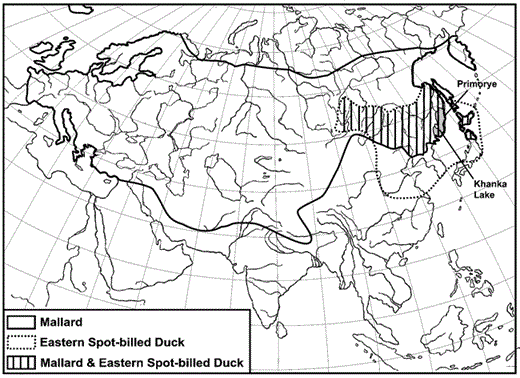 Geographic distribution of Eastern Spot-billed Ducks and Mallards in Asia.