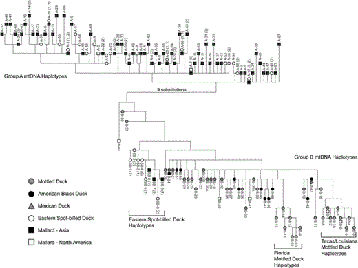 Most-parsimonious tree illustrating phylogenetic relationships of group A and B mtDNA controlregion haplotypes found in Eastern Spot-billed Ducks; Mallards; and Mottled, American Black, and Mexican ducks (length = 199, CI = 0.47, RI = 0.90). Group A and B haplotypes shared by spot-bills and Mallards from Primorye are labeled with number of spot-bills and Mallards that shared the haplotype in parentheses (group A: no. Mallards, no. spot-bills; group B: no. spot-bills or no. Mallards). Group B haplotype numbers (B1, B2, etc.) for individuals sampled from North America correspond to haplotype numbers listed in Genbank by McCracken et al. (2001), whereas group A (e.g. A-1, A-2) and B spot-bill (e.g. SB-1) haplotype numbers correspond to the present study.