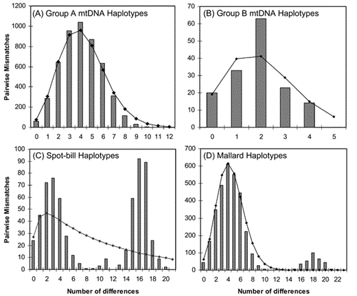 Pairwise mismatch distributions for (A) group A mtDNA control-region haplotypes; (B) group B mtDNA control-region haplotypes; (C) Eastern Spot-bill Duck control-region mtDNA haplotypes; and (D) Mallard control-region mtDNA haplotypes. Expected number of pairwise mismatches from Rogers' (1995) model of sudden population expansion are indicated by black line in each panel.