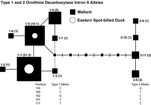 One of 14 most-parsimonious trees (length = 15, CI = 0.87. RI = 0.91), illustrating phylogenetic relationships of 11 ornithine decarboxylase intron six (ODC-6) alleles identified in spot-bills and Mallards that were either homozygotes or polymorphic at one nucleotide position. Numbers in parentheses and size of each allele are proportional to number of spot-bills (circles) and Mallards (squares) from Primorye that possess the allele. Dashed lines connecting alleles show alternative branches included in the 95% set of unrooted parsimony trees. Nucleotides occurring at positions 156, 160, 162, 167, and 177 in type 1 and 2 allele groups are listed below the tree. Small black circles indicate intermediate ancestral alleles that were not sampled.