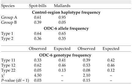 Group A and B mtDNA control-region haplotype frequencies and ornithine decarboxylase intron six (ODC-6) allele and genotype frequencies, including observed and expected frequencies, for Eastern Spot-billed Ducks and Mallards from Primorye, Russia. Samples sizes for the control region were 36 spot-bills and 82 Mallards, whereas samples sizes for ODC-6 were 37 spot-bills and 83 Mallards (the two phenotypic hybrids were classified as spot-bills).