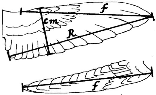 Measurements of a wing of a hummingbird (male Heliodoxa aurescens). Top: spread wing, opened to approximate the natural extended position in flight. Bottom: the same wing in closed (folded) position, as in a perched bird (or a study skin). Abbreviations: f = length of closed (folded) wing; R = length of wing; cm = length of (maximum) chord or “width” of wing. Note that position of wrist joint, or bend of wing, is not obvious on the planform of the spread wing. See text for details.