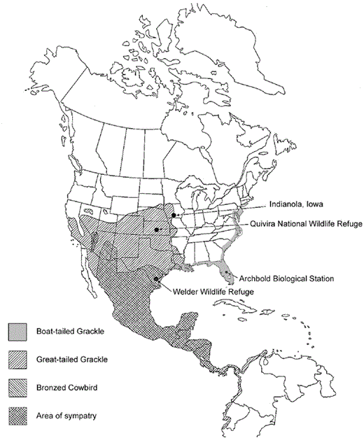 Breeding ranges of the Great-tailed Grackle, Boat-tailed Grackle, and Bronzed Cowbird, and locations of the Welder Wildlife Refuge, Quivira National Wildlife Refuge, Archbold Biological Station, and Indianola, Iowa.
