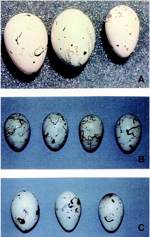 Eggs of (A) Giant Cowbird, (B) Great-tailed Grackle, and (C) Boat-tailed Grackle. Measurements of Giant Cowbird eggs were 32.5 × 26.3 mm (Haverschmidt 1967); Great-tailed Grackle eggs, 31.8 (± 0.3) × 22.4 (± 0.2) mm (n = 52; B. D. Peer unpubl. data); and Boat-tailed Grackle eggs, 31.9 (± 0.06) × 21.8 (± 0.03) mm (Post et al. 1996).