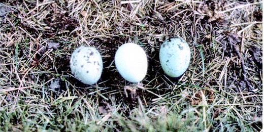 Variation in a clutch of Common Grackle eggs from Coles County, Illinois.