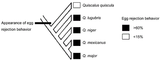 Phylogeny (from Johnson and Lanyon 1999) and rejection frequencies of five of the six extant grackle species. Egg rejection has apparently decreased in the Common Grackle in the absence of parasitism.