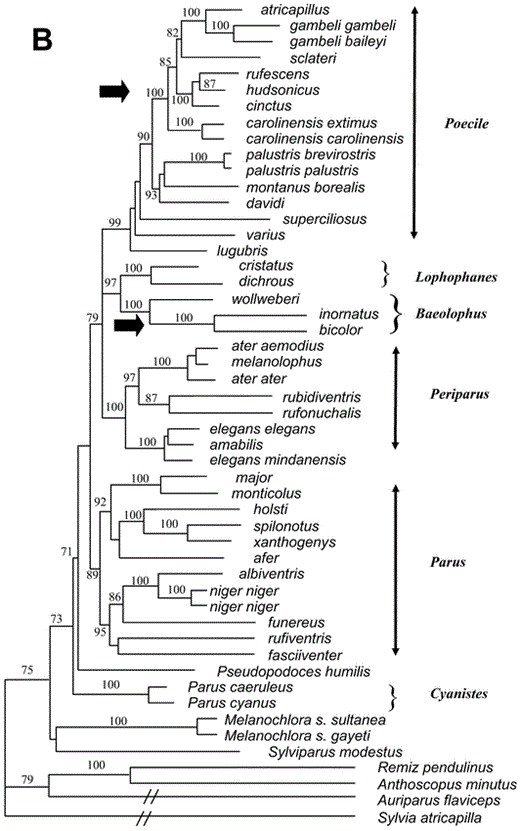 Relationships among species of Paridae. (A) Single most-parsimonious tree from a heuristic search in PAUP* (Swofford 2002), with TBR branch swapping and random addition-sequence of taxa (10 repetitions). Transversions were weighted 5:1 over transitions at first- and third-codon positions. Numbers on the branches are bootstrap percentages from 1,000 replicates. Hypothesized invasions of North America are indicated by black arrows. Recommended genera are indicated on right side of figure. (Continued on next page)