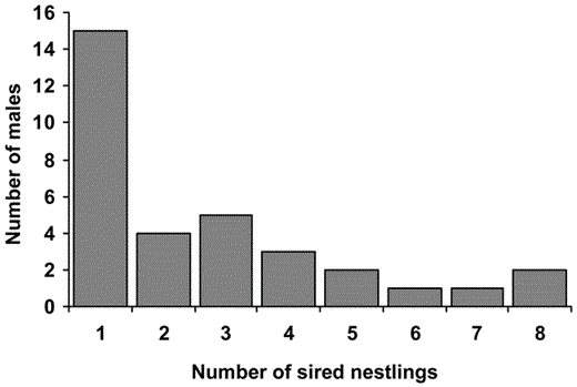 Reproductive success of individual Aquatic Warbler males. Six males sired 5–8 young, whereas 15 males sired a single young
