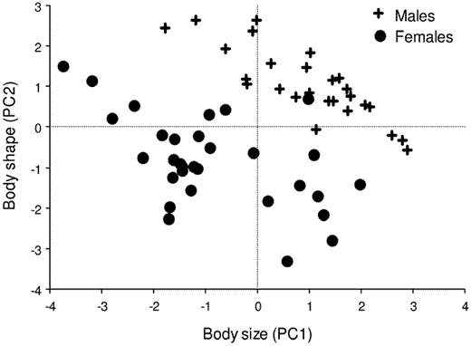 Bivariate plot of PC1 scores (“body size”) versus PC2 scores (“body shape”) for male and female Eastern Kingbirds collected in eastern Kansas in 1983. Positive scores on PC1 indicate large body size. Body shape represents a contrast of birds with long tail and wing chord but narrow bills (negative scores) to individuals possessing short tails and wing chords but wide bills (positive scores).