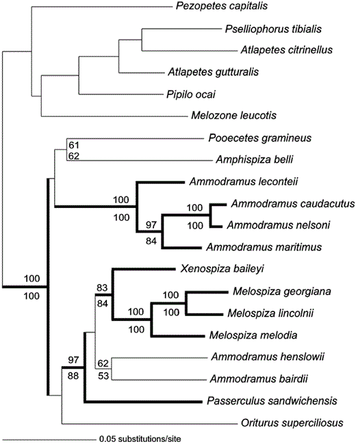 Phylogenetic hypothesis for the “grassland” sparrows as determined by weighted parsimony, maximum likelihood, and Bayesian methods. Branch lengths reflect likelihood estimates (GTR + I + Γ model of evolution, I = 0.5831, α = 2.2334; -Ln length = 10,910.2456). Nonparametric bootstrap support as determined via likelihood and parsimony methods are indicated above and below (respectively) the nodes. Bold lines indicate significant (>95%) Bayesian posterior support values.