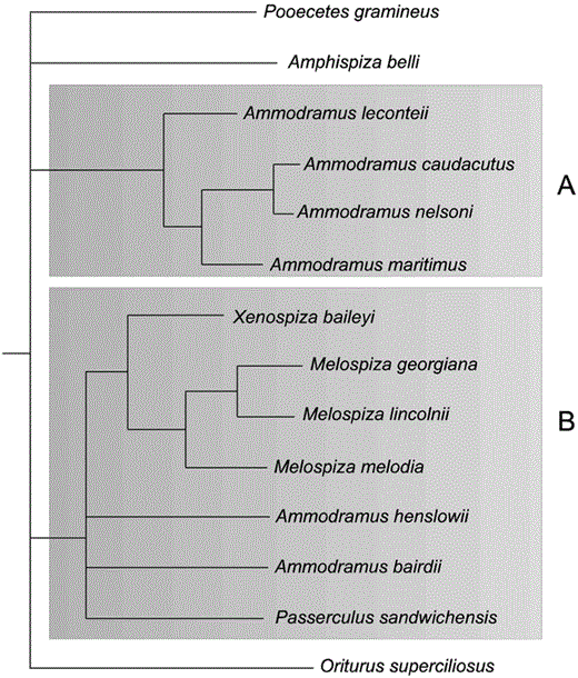 Consensus tree based on MP, ML, and Bayesian analyses with all weakly supported nodes collapsed. This tree represents our most “reliable estimate” (Lanyon 1993) of phylogenetic relationships among members of this clade. Subclades identified as (A) and (B) are discussed in the text.