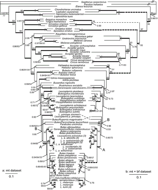 Phylogeny for accipitrid taxa inferred from mitochondrial cyt-b and ND2 (a: mt data set) and nuclear BF-I7 (b: mt + bf data set). Topology shown is the Bayesian-inference majority-rule consensus tree from three independent runs. Bayesian posterior probability (BPP) values of 0.50–0.99 are shown above branches, and values of 1.00 are indicated by a bold line leading to the node. Maximum-likelihood (ML) values are above nodes, following BPP and preceding maximum-parsimony (MP) bootstrap values. Maximum-parsimony bootstrap values >50% are shown in italics below branches or following BPP or ML values. Bootstrap values of 100 are indicated by a circle for ML and by an asterisk for MP. Dashed lines are extensions of branch lengths, and double slash marks indicate branches reduced in length. L. a. williaminae* denotes the type specimen.