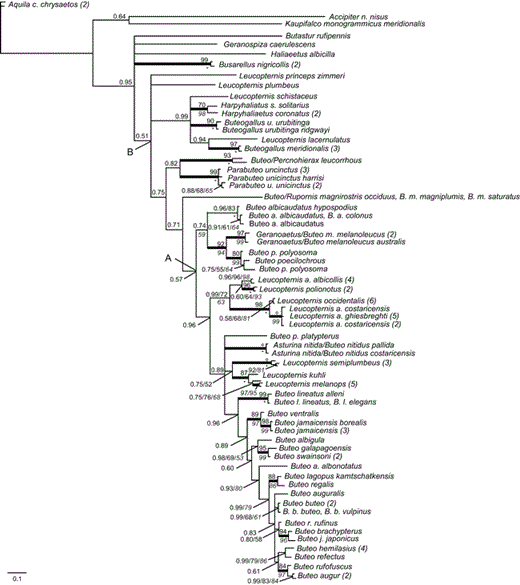 Phylogeny for accipitrid taxa inferred from ND6 sequences. Topology shown is the Bayesian-inference majority-rule consensus tree from three independent runs. Bayesian posterior probability (BPP) values of 0.50–0.99 are shown above branches, and values of 1.00 are indicated by a bold line leading to the node. Maximum-likelihood (ML) values are above nodes, following BPP and preceding maximum-parsimony (MP) bootstrap values. MP bootstrap values >50% are shown in italics below the branches or following BPP or ML values. Bootstrap values of 100 are indicated by a circle for ML and by an asterisk for MP analyses.