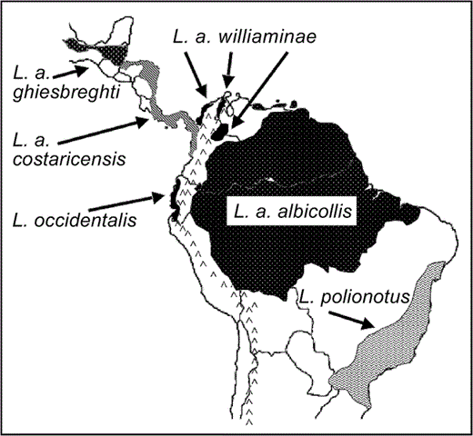 Geographic distribution of White Hawk (Leucopternis albicollis) and related taxa, compiled from published descriptions and maps (Slud 1964, Wetmore 1965, Monroe 1968, Land 1970, Hilty and Brown 1986, Thurber et al. 1987, Sick 1993, Howell and Webb 1995, Ferguson-Lees and Christie 2001, Hilty 2003, Jones 2003, BirdLife International 2004).