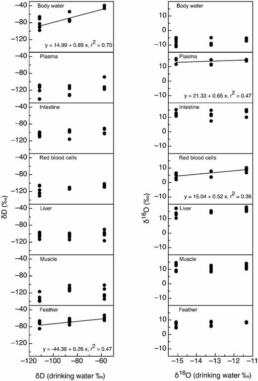 Relationships between the δ2H (left) and δ18O (right) of drinking water and that of seven tissue types in Japanese Quail: body water, blood plasma, intestine, red blood cells, liver, muscle, and feathers. Regression lines are provided for significant relationships. The δ2H values of body water and feathers were significantly correlated with those of drinking water. The δ18O values of red blood cells and plasma were significantly correlated with those of drinking water.