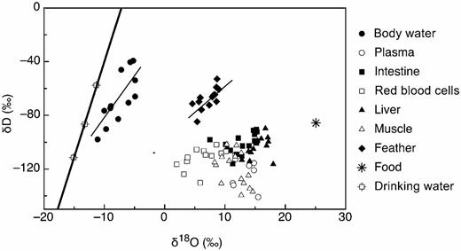 The δ2H and δ18O values of body water and feathers were positively and linearly related (y = -16.43 + 6.80x, r2 = 0.60 and y = -94.79 + 3.74x, r2 = 0.49 for body water and feather, respectively; P < 0.01 ). The δ2H and δ18O values of no other tissues were statistically related. For reference, we included the meteoric water line and the isotopic composition of food.