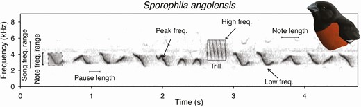 Spectrogram illustrating how specific song variables were quantified. We included song frequency range, note frequency range, pause length, peak frequency, high frequency, trill rate, low frequency, and note length measurements on Sporophila angolensis. Illustration by Mary Margaret Ferraro.