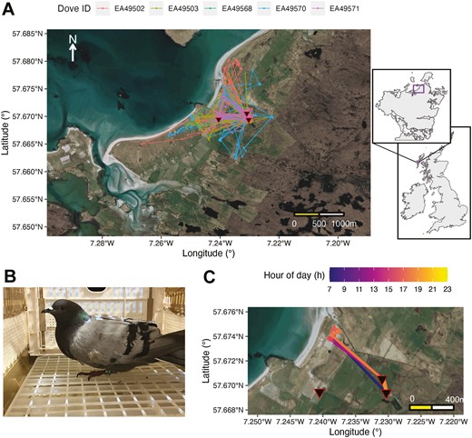A figure outlining the results of the Rock Dove GPS tracking. Part A is a map showing the movements of the five Rock Doves across the entire tracking period. It also contains an inset map showing the location of the study region within the United Kingdom. Part B is a photograph of a GPS tagged Rock Dove. Part C is a map showing an example day of movements for a single dove.